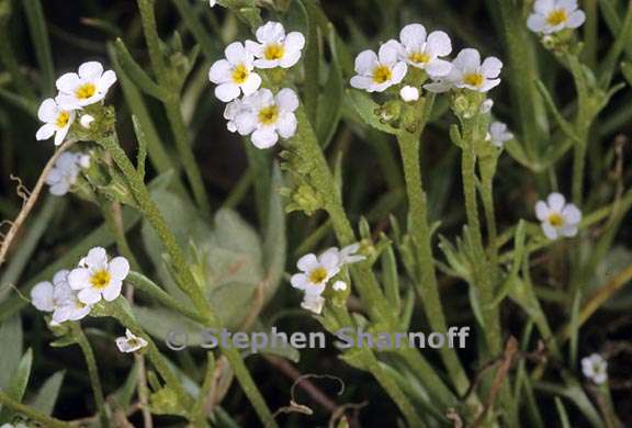 plagiobothrys stipitatus var micranthus 2 graphic